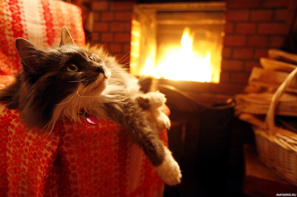 Безопасен ли биокамин для домашних животных