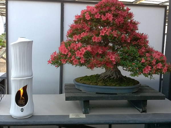 RG di Romagnioli e Giardini Bamboo_1 RG di Romagnioli e Giardini Bamboo_1