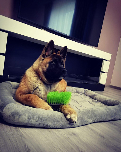 Proff Fire Учан-900_4 Proff Fire Учан-900_4